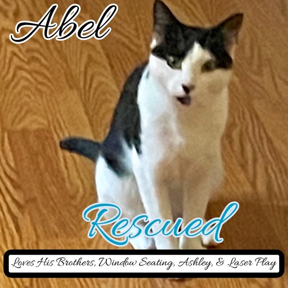 Share Show | Come Join Us Like This Post |CATSDRAGGEDITIN | Let’s Share & Sell - Picture 5 of 15